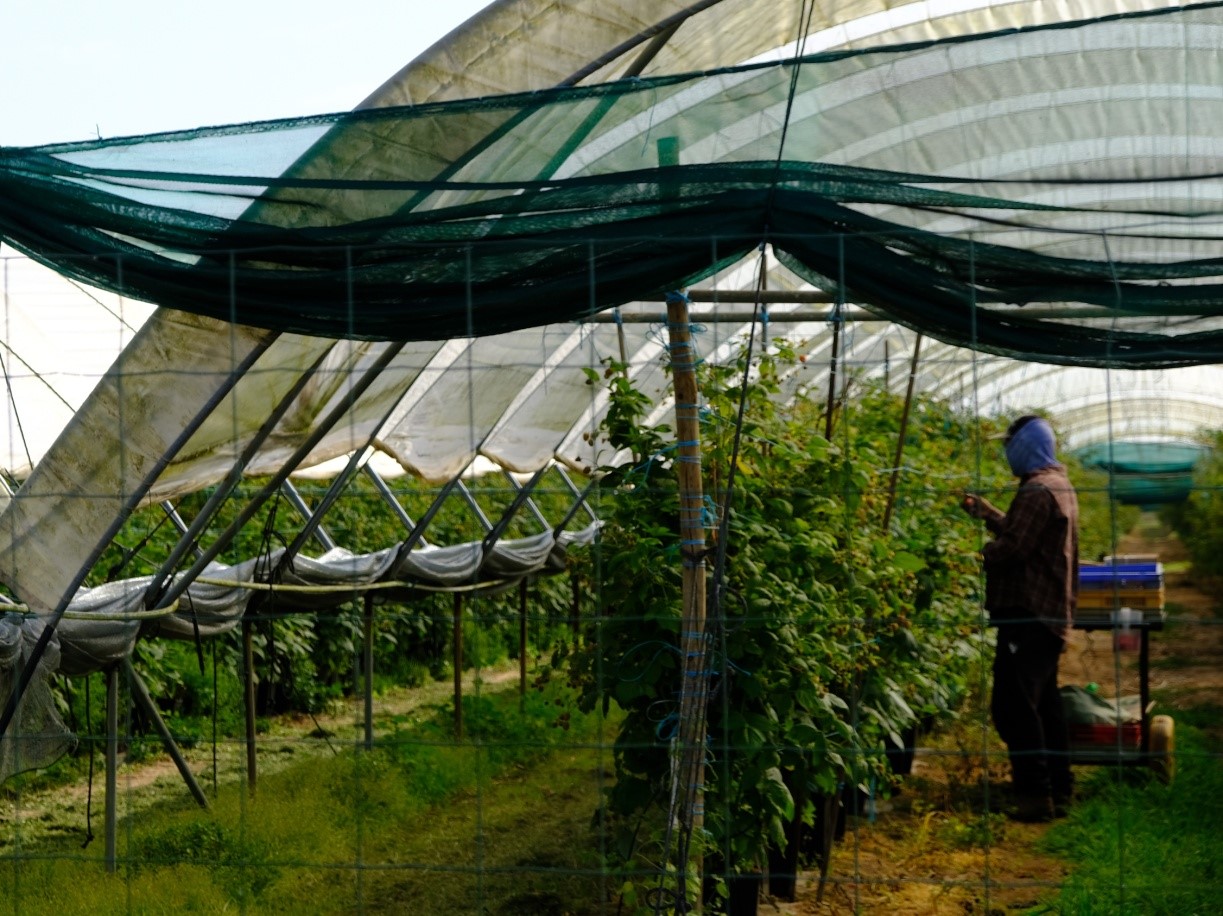 Imagen 2. Trabajador agrícola en un invernadero de frutos rojos. Fonte: Rita y Soledad