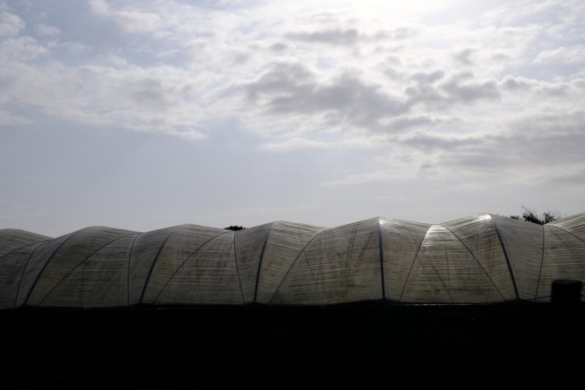 Image 5. Detail of greenhouse in Odemira. Source: Rita and Soledad