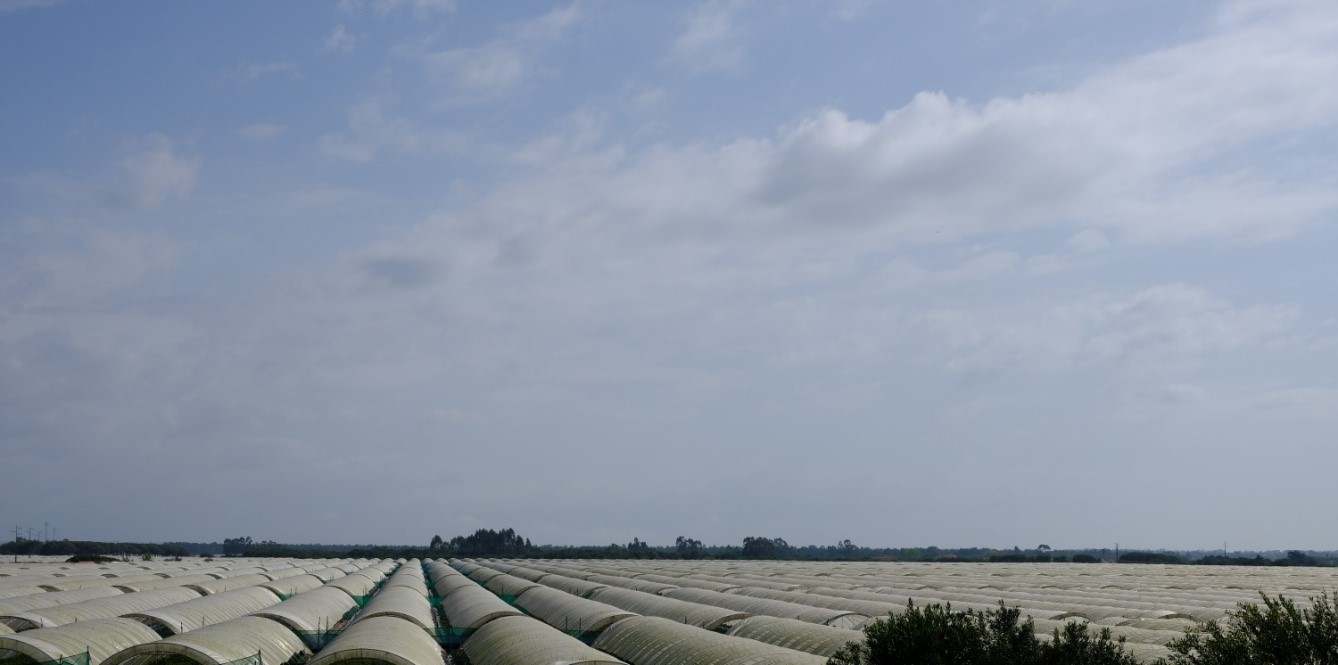 Image 1. Sea of greenhouses in Odemira. Source: Rita and Soledad